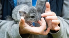 De ce mușcă chinchilla, cum să vedem